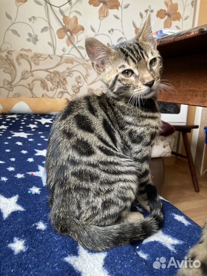 Бенгальский котик