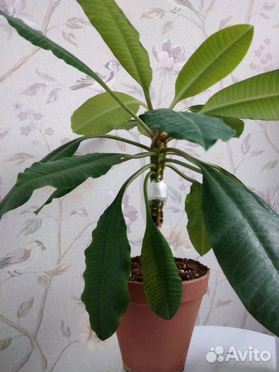 Комнатные цветы. Молочай беложильчатый