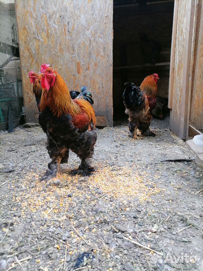 Петух брама