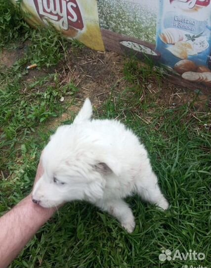 Собака бордер колли