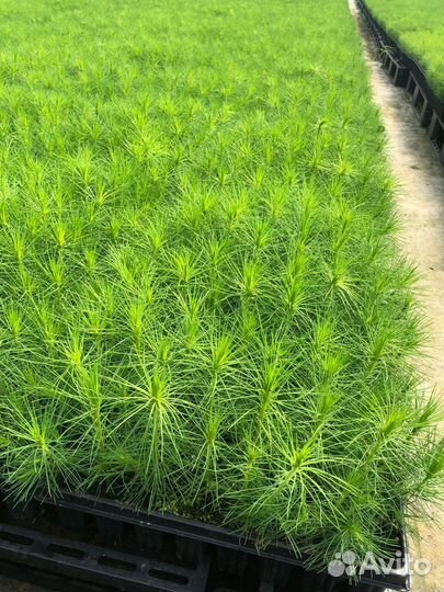 Сеянцы ели европейской зкс опт