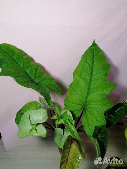 Сингониумы