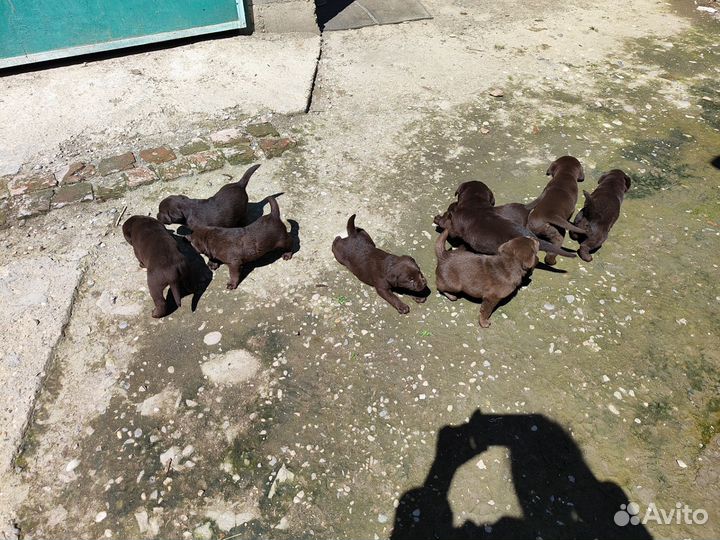 Щенки лабрадора шоколадные