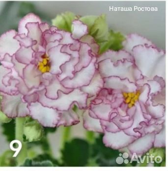 Пераргония красная