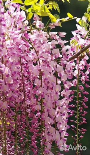 Лиана Глициния разных цветов