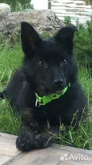 Собака-компаньон