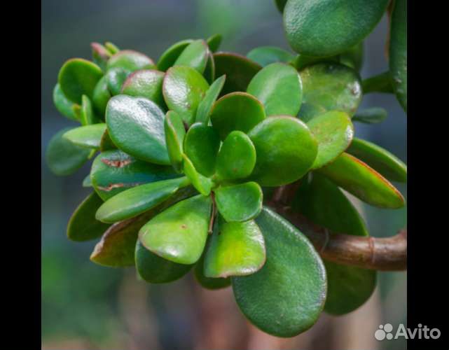 Денежное дерево - Толстянка