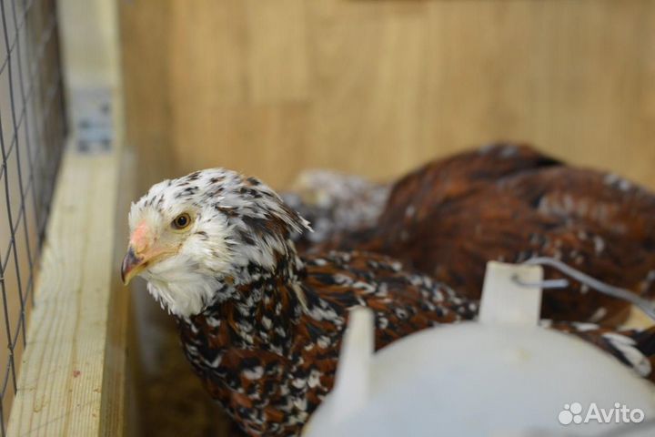 Орловская порода кур петух