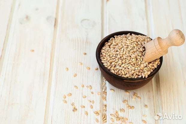 Ячмень голозëрный семена
