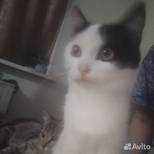 Котята в добрые руки даром бесплатно