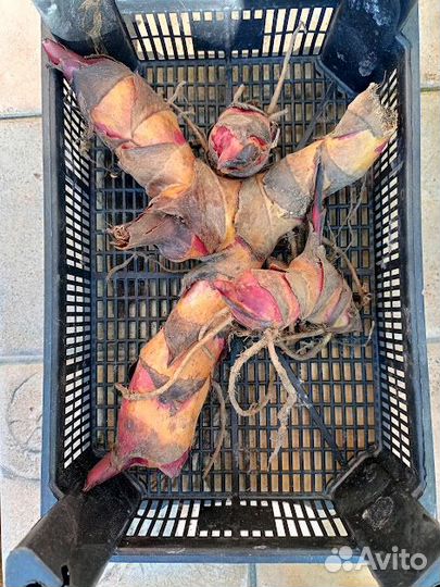 Клубни Канны