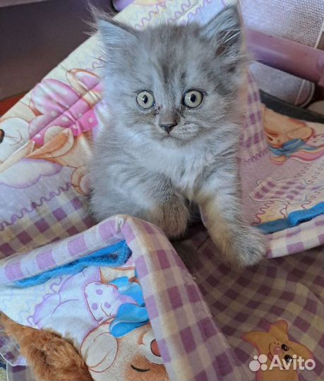 Британские котята
