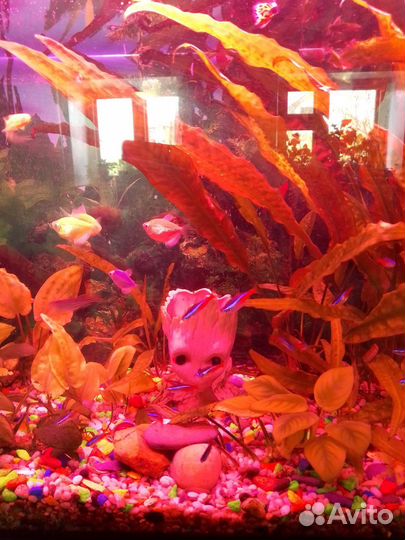 Аквариум на 120 л. С рыбами