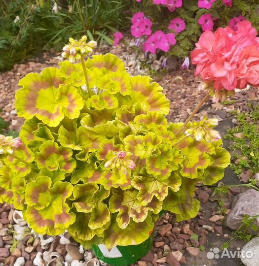 Пеларгония укорененные черенки