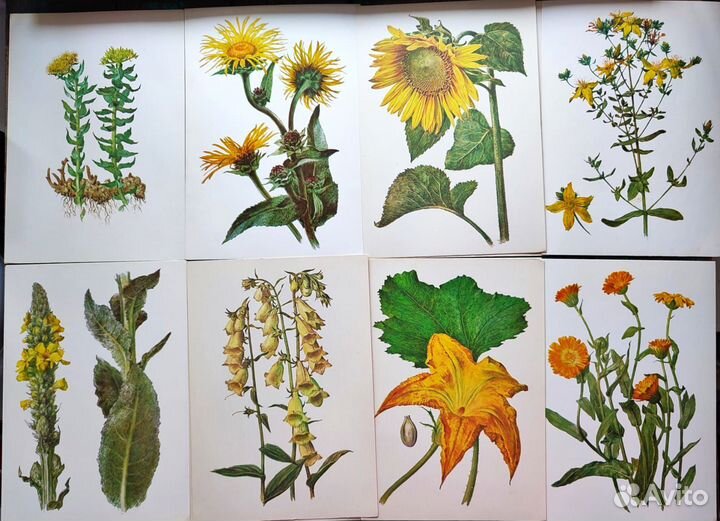 Винтажные ботанические открытки цветы, растения