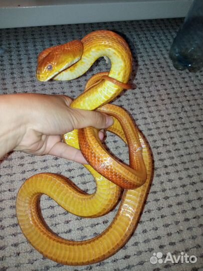 Крысиный полоз