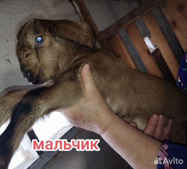 Племенные козлята