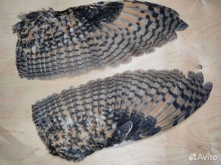 Крылья совы