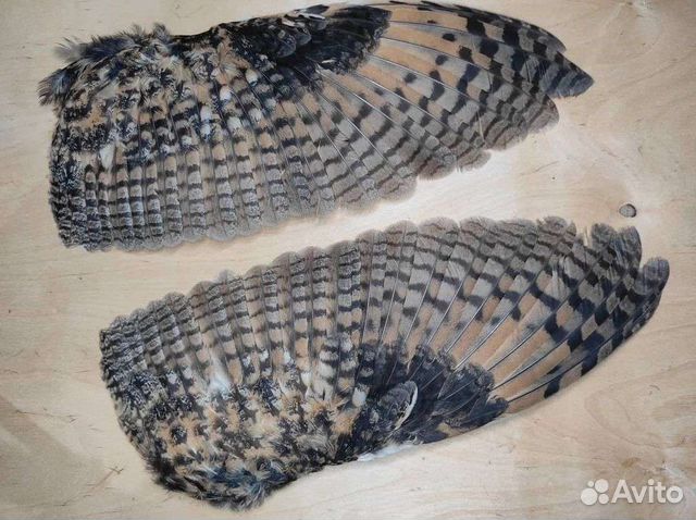 Крылья совы