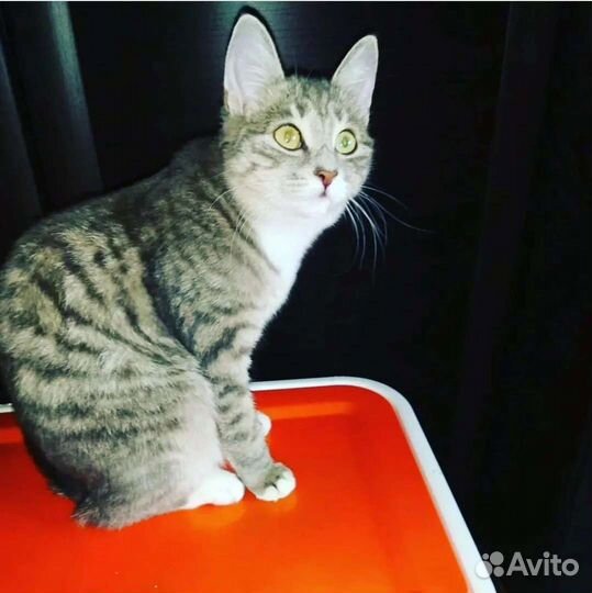 Кошечка Лили