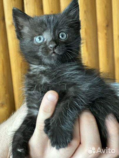 Котенок