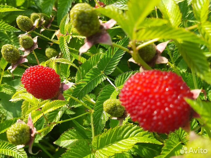 Тибецкая малина