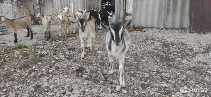 Действующий Фермерский Бизнес в Рязанской