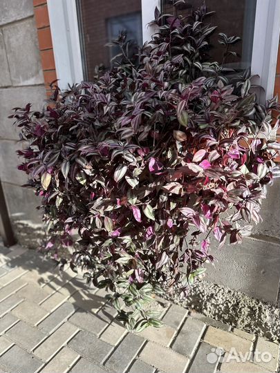 Традесканция