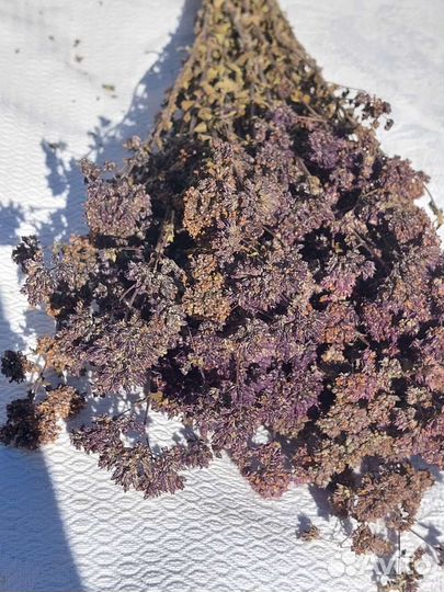 Душица (травы для бани)