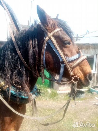 Мерен 7 лет со сбруей и бричкой