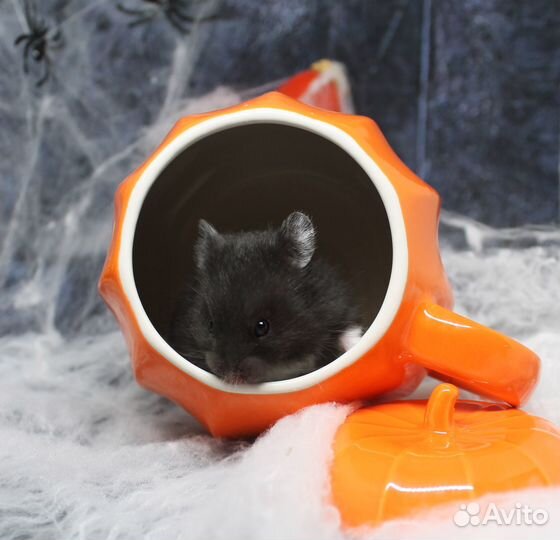 Сирийские хомячата из питомника