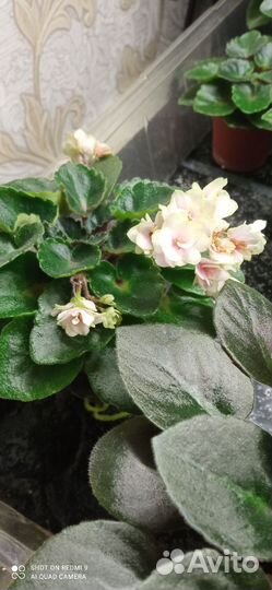 Детки сортовых фиалок