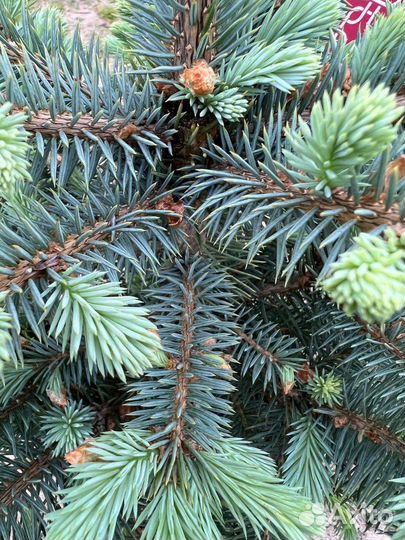 Голубая ель