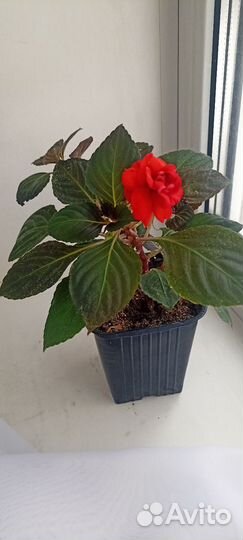 Бальзамин махровый