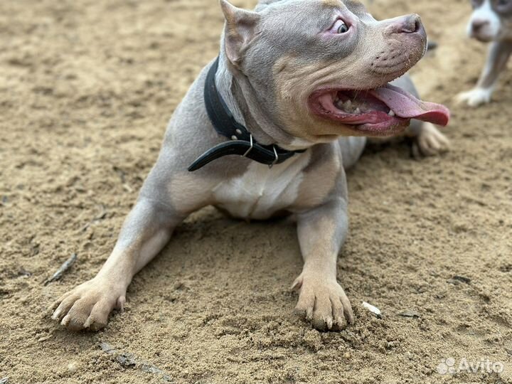 Ам.Булли Щеночки