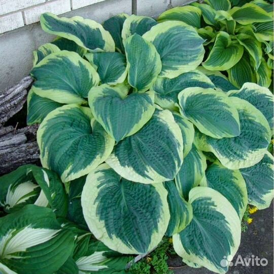 Хоста American halo