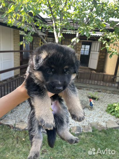 Немецкая овчарка