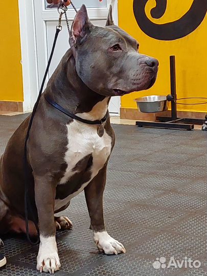 Американский стаффордширский терьер амстафф