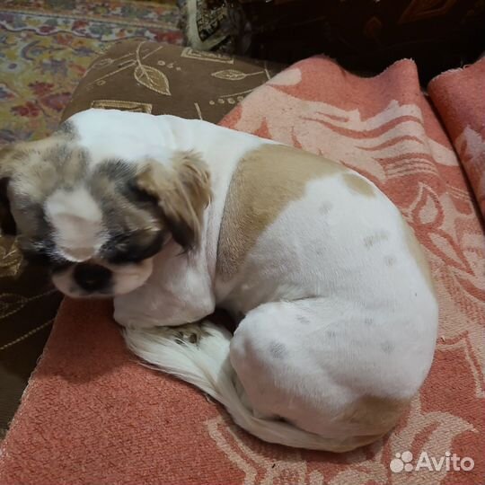 Собакапекинес