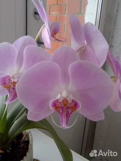 Орхидея фаленопсис