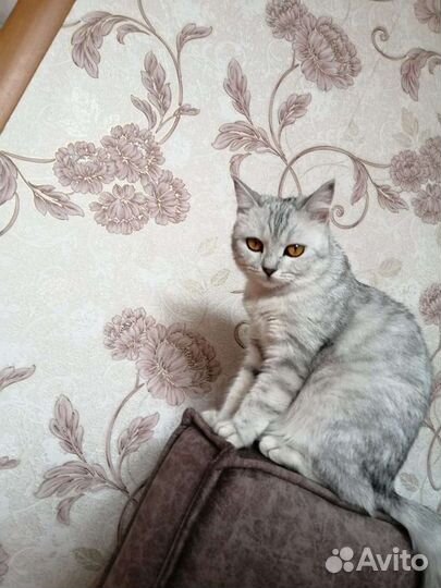 Отдам в добрые руки