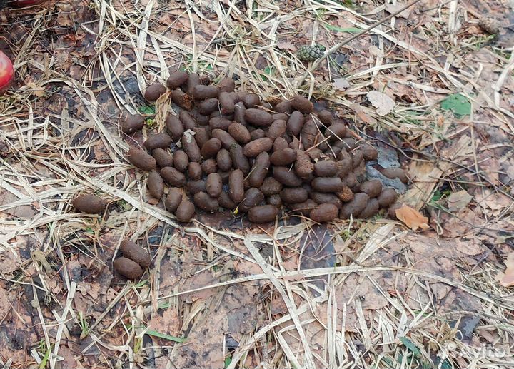 Лосиный помет (навоз)