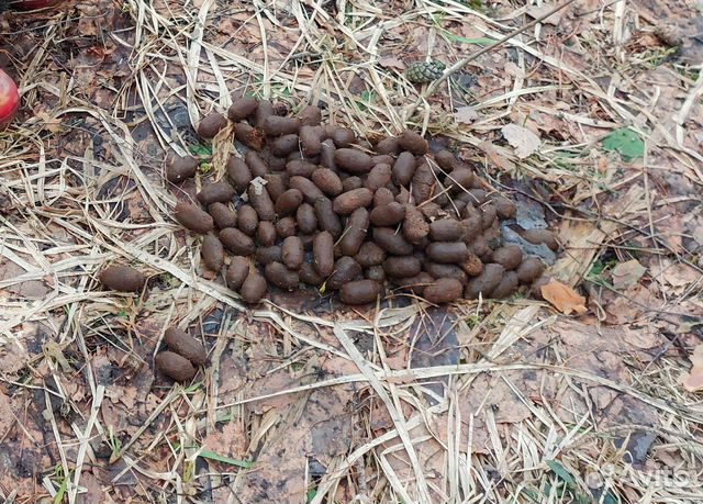 Лосиный помет (навоз)