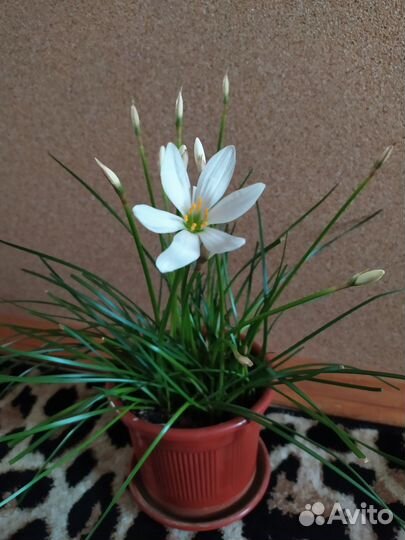 Зефирантес выскочка