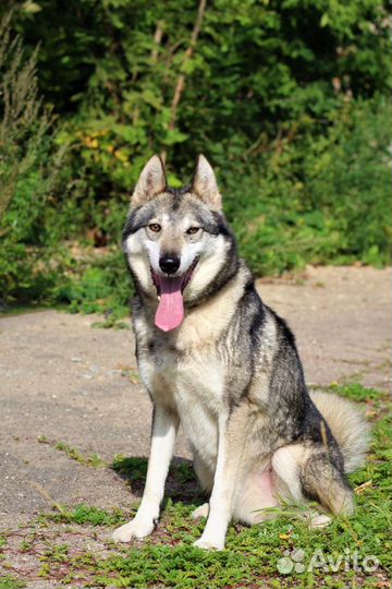 Собака в добрую семью