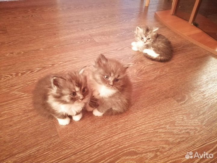 Кошка в дар бесплатно