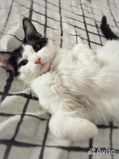 Кошка Ева в добрые руки