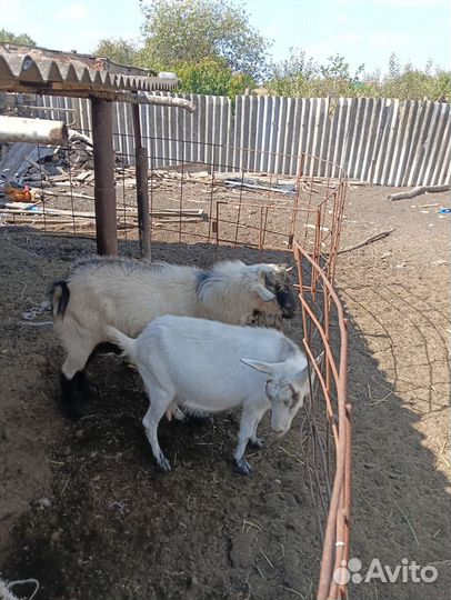 Козел на случку