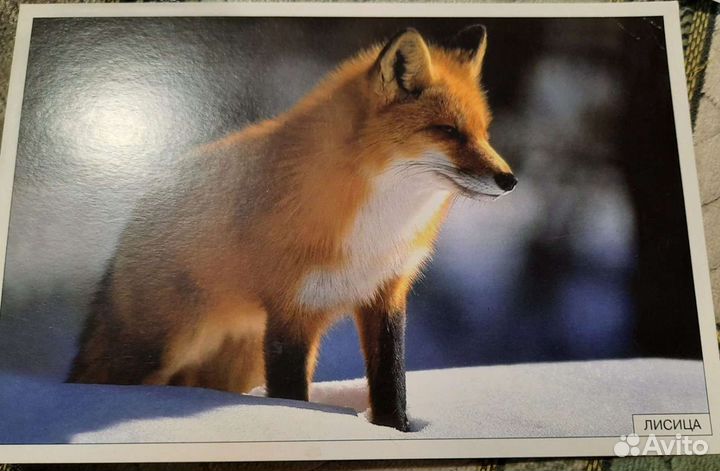 Детям о лесных животных