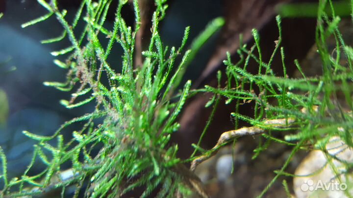 Мох яванский